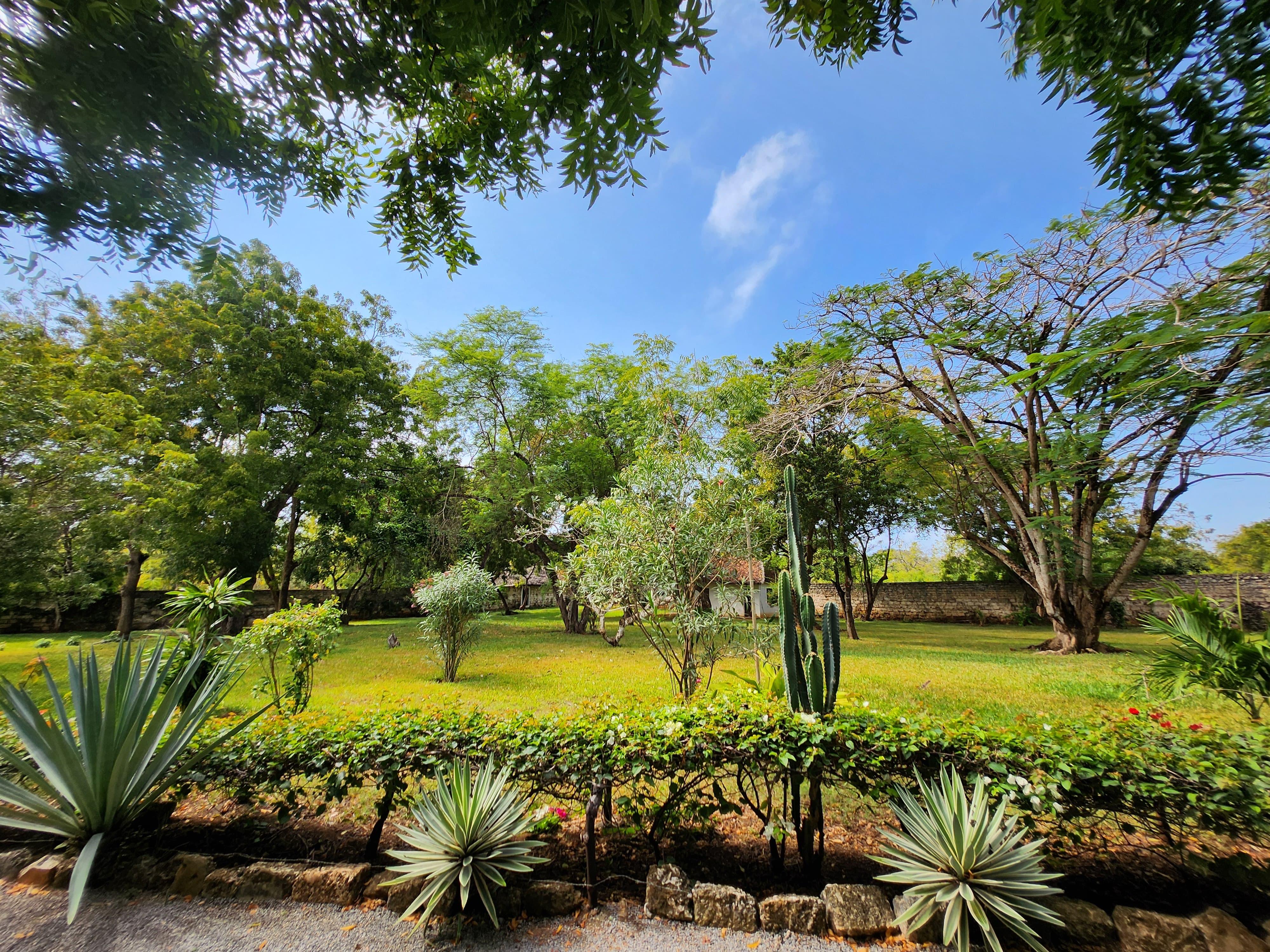 The garden
